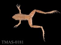 藏品(腹斑蛙)的圖片